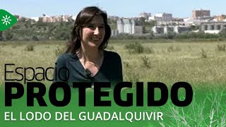 Espacio protegido | Losas de barro con lodo del Guadalquivir