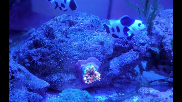 How to treat your Bubble Tip Anemone with Cipro fo...