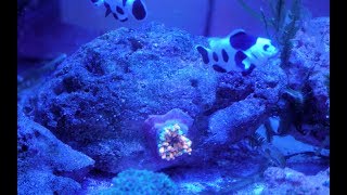 How to treat your Bubble Tip Anemone with Cipro for Bacterial Infection (Sick Nem)