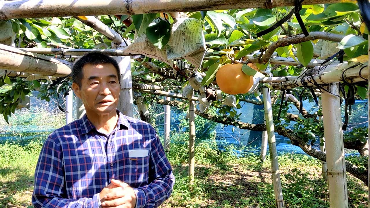 高塚の荒尾梨 成生梨 豊水 新高 の美味しさの追求 Youtube 高塚の荒尾梨 成生梨 豊水 新高 の美味しさの追求 Youtube