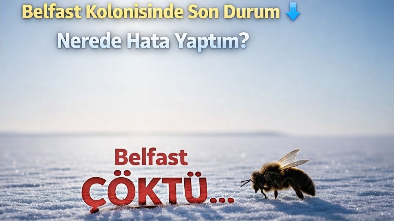 Kışa çok güçlü giren Belfast kolosinisin son durumu #arıcılık #bee #belfast 