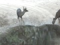 buck and doe thristy after the station fire