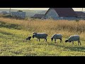 Ворон Гоша попустил овец / 1 raven VS 4 sheeps