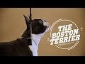 Meet the breed boston terriers the american gentleman