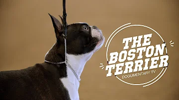 Boston Terriers: The American Gentlemen of the Dog World