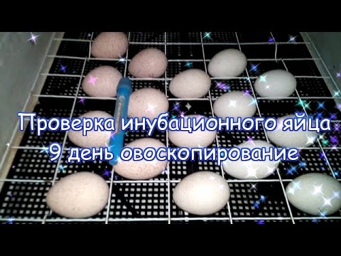 Где Купить Яйца Индейки Для Инкубатора