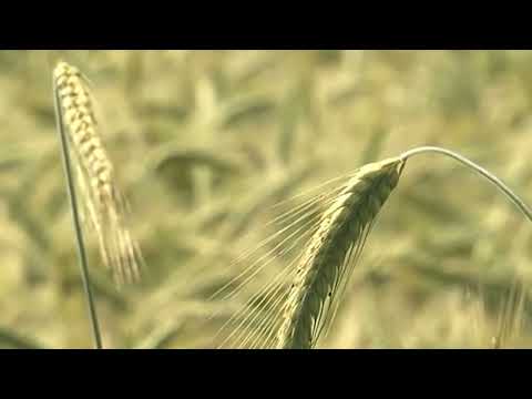 Video: Gnojivo za mrkvu i njen pravilan uzgoj