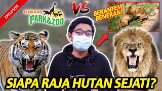 HARIMAU VS SINGA! SIAPAKAH RAJA HUTAN SESUNGGUHNYA?! BERUANG, SERVAL & CARACAL! LEMBANG PARK & ZOO!