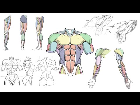 How to Draw Dynamic Anatomy Course ( Intro Video ) - YouTube