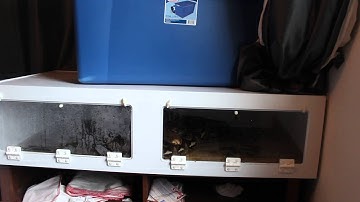 Pure Sulawesi Female Reticulated Python