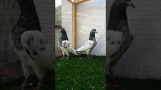 pigeon punjabisong newsong punjabi song music pet birds petvlogger babybird pigeon pigeons