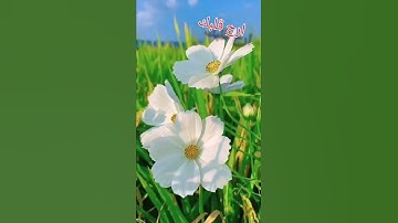 سوره القدر تلاوه خاشعه تريح القلوب 🌷🌹❤️
