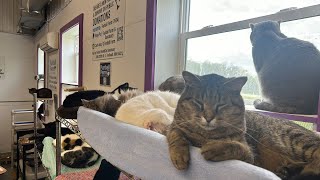 Furball Farm Cat Sanctuary is live!