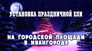 Живая Новогодняя ёлка стоит на площади в Ивангороде