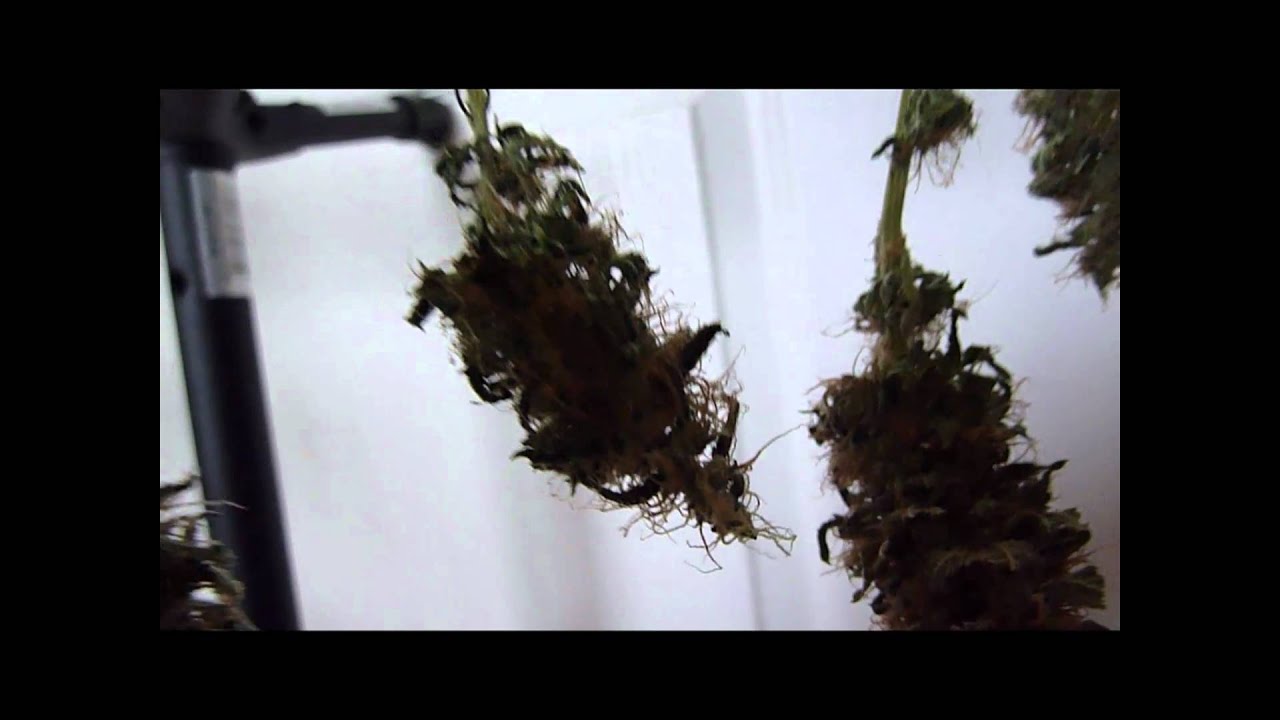 Week 15 - Indoor Marijuana Stealth CFL Cardboard Grow Box (flower week 9.5)