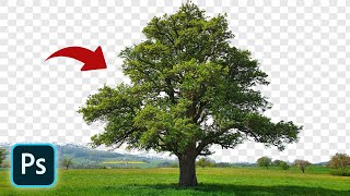 Easy way to Remove Trees Background in Photoshop || Photoshop Tutorial