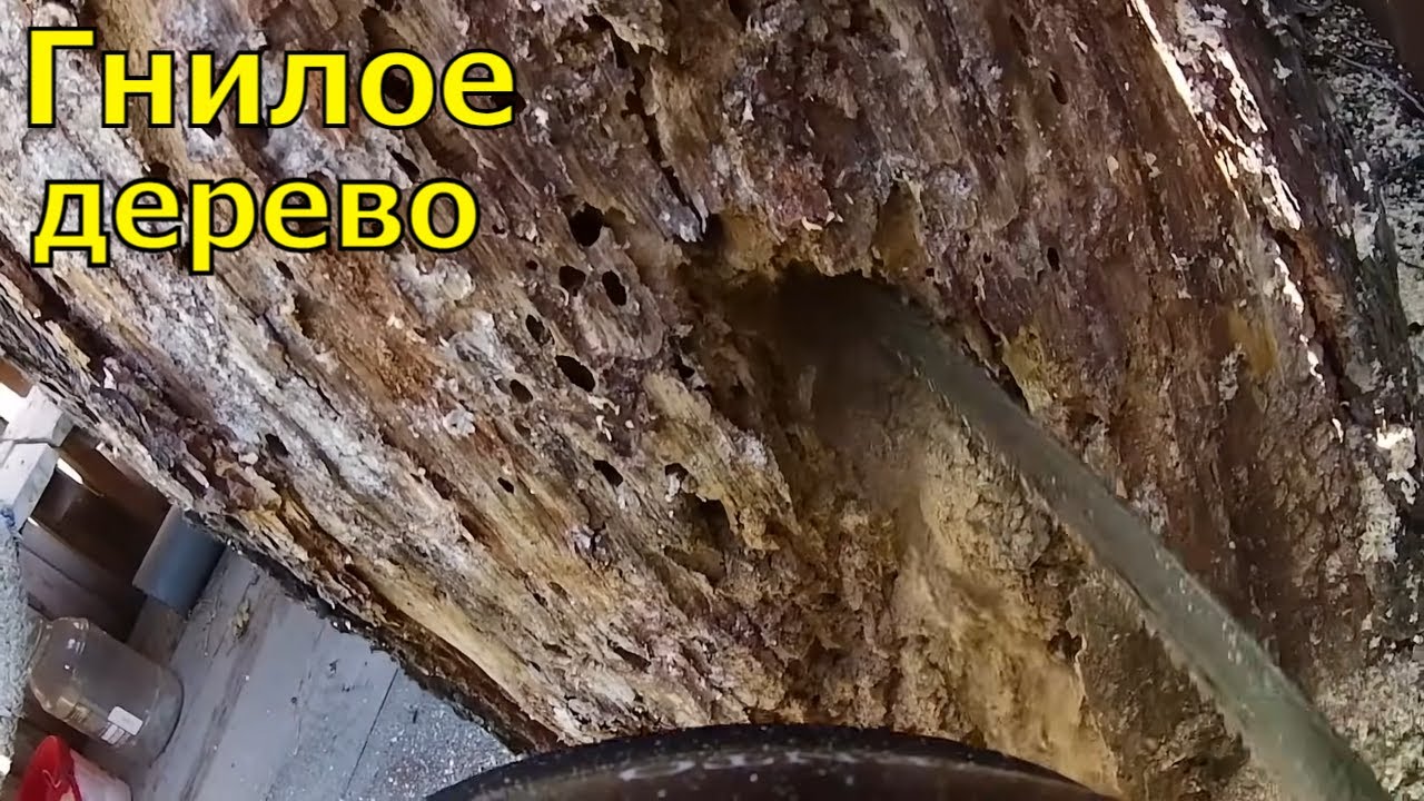 Взял опасную работу. Дерево гнилое!!! - YouTube