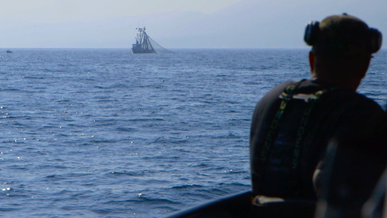Evaluating Impacts of Forage Fish on Marine Predators - YouTube