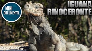 Iguana rinoceronte (mini documental)