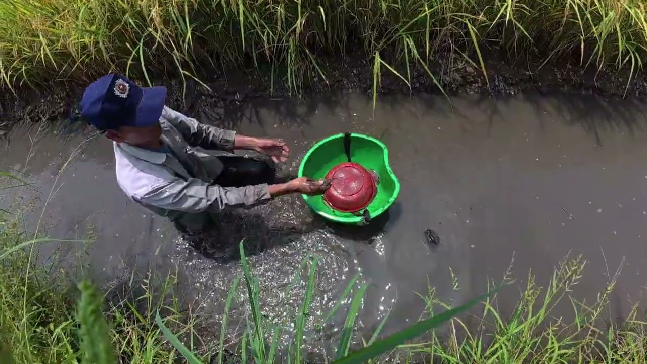Mò cá  trong mương lúa được đủ thứ cá. May mắn  bắt con cá bống tượng trong hang 🐟🐟