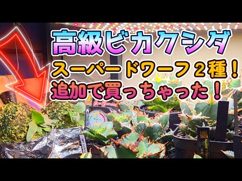 高級ビカクシダ！スーパードワーフ2種追加で買っちゃった！激安ビカク