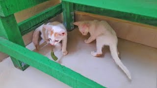 Billi caught something else, Thinking it was a rat, and made his brother wander around him full day. by The Billi  290 views 1 month ago 2 minutes, 3 seconds