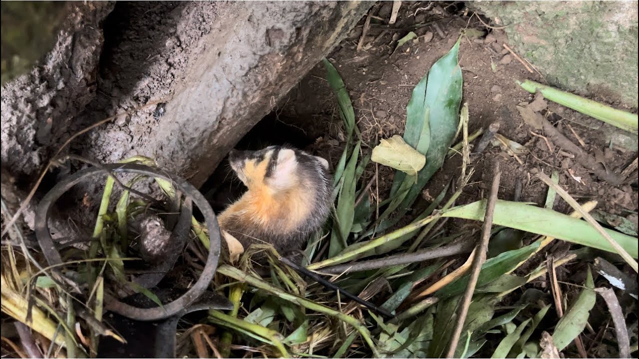 Đi thăm bẫy tiếp theo dính hàng liên tiếp |Rừng núi Bắc Kạn