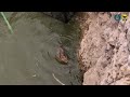 Jackal Rescue from 30ft well | RESQ CT, Pune 2023