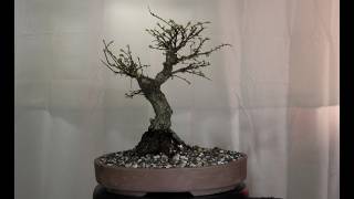 Ulmus parviflora