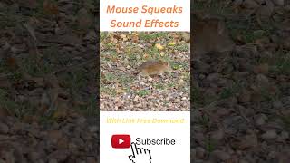 Mouse Squeaks Sound Effects