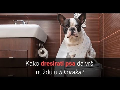 Video: Kako trenirati štene s naredbama