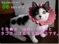 モカ★犬・猫ぬいぐるみ、猫商品＆手芸雑貨店★http://mocaa.net/