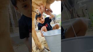 choti choti gaiya gf yt ru fh #song #love #funny