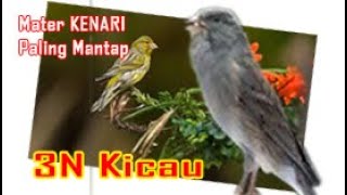 Download Lagu Kenari gacor pancingan kenari macet MP3