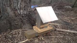 Nutter Pest Control-Black Squirrel H&N