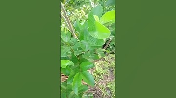 Công dụng của lá ổi