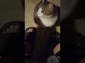 Daily Demand for Pets #pets #pet #cat #ytshorts