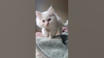 Sáu Khả Năng Đặc Biệt Của Loài Mèo 99,9% Người Không Biết #shorts #doanlongdiscovery