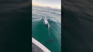 Dolphins Play Around Boat During Trip