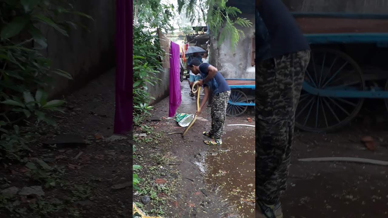 camera iphone 8 plus apk Big rat snake rescue.