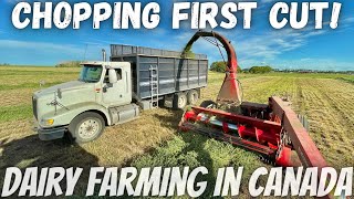 Chopping Our First Cut Of Alfalfa! How Much Did We Get??