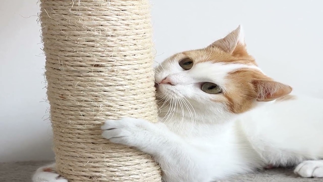 Bon produit -  Tour de poteau à gratter pour chat avec 3 poteaux à gratter, aire de jeu à base de mo