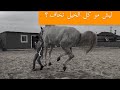 التعامل مع حصان( بري )حصان جفول-عطاني علامات الثقة 💡 الجزء الاول 1 النصري