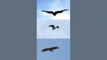 Eagle landing in super slow motion. Must see! Amazing example of aerodynamics in nature.#eagle