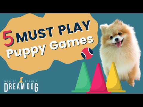 Games For Puppies That Build Confidence