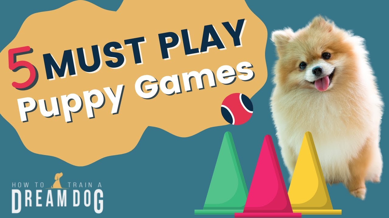 Games For Puppies That Build Confidence 