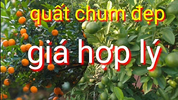 Quất tết 2022 cây đẹp quả sai, giá quất tết 2022 cực hợp lý, giá quất tết tại vườn