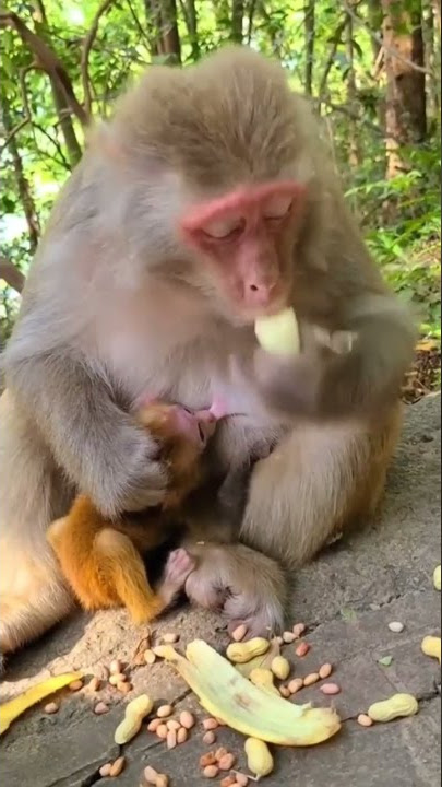 LAGI VIRAL‼ 'Ibu2 muda' menyusui anaknya video tersebar‼