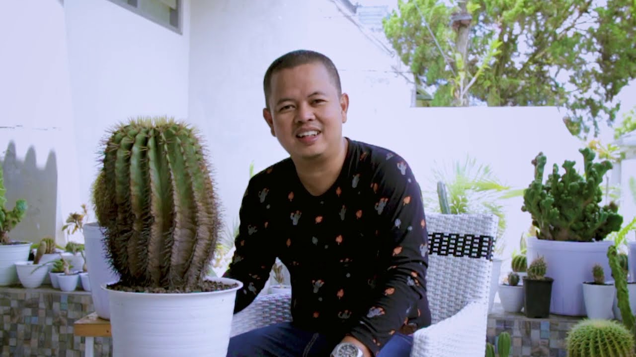 Ferocactus Glaucescens - cactus kaktus