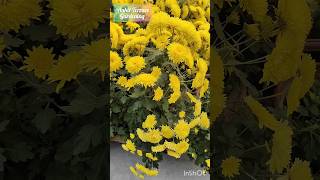 How To Grow Chrysanthemum and How To Get 1000 flowers from each plant - Update #shorts